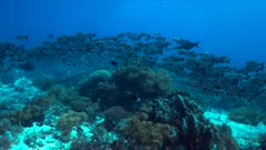 Colorful coral reef with healthy corals and a school of Snapper. 4k footage