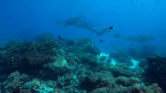 Colorful coral reef with healthy corals and a school of Snapper. 4k footage