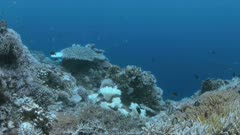 Bleached corals. Coral bleaching is the result of water heating. Above-average seawater temperatures caused by global warming have been identified as a leading cause of coral bleaching worldwide