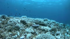 Bleached corals. Coral bleaching is the result of water heating. Above-average seawater temperatures caused by global warming have been identified as a leading cause of coral bleaching worldwide