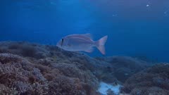 Large-eye Bream on a coral reef. 4k footage