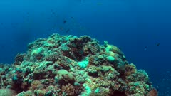 Green Sea Turtle on a Coral reef. 4k footage