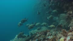 Harlequin sweetlips on a coral reef in Philippines. 4k footage