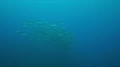 Whale shark swims with a school of Barracudas on the edge of a coral reef. 4k footage