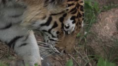Amur Tiger walks through jungle in slow motion