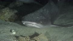 Small Whitetip reef shark resting in cave 