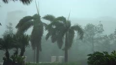 Hurricane Irma Palm Trees Thrash In Strong Wind