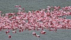 huge flock of Lesser flamingos (Phoeniconaias minor) swimming and feeding in Lake Momela, Arusha National Park, Tanzania, Africa
