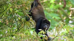 mantled howler (Alouatta palliata) eating in a tree, Parque Nacional Braulio Carrillo, Costa Rica, Central America