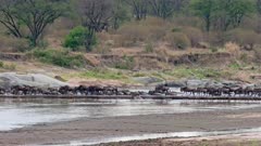 blue wildebeest (Connochaetes mearnsi) on great migration thru Serengeti National Park crossing Mara River (rearly seen) over a small bridge near the airport, Tanzania, Africa