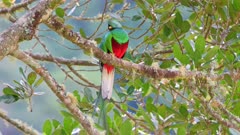 brightly colorful male Resplendent quetzal (Pharomachrus mocinno) on a wild avocado tree, San Gerardo de Dota, Costa Rica, Central America