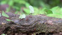 Leafcutter ants in Corcovado National Park, Osa Peninsula, Costa Rica, Central America