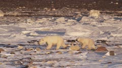 Mother polar bear and yearling cub walk through frame.  Rocky/snowy shore with rocky tidal flat in the background.  Med.