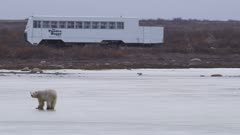 Panning shot following moving Tundra Buggy, pan stops and Buggy passes bear walking on frozen pond.  Wide.