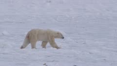 Panning shot following polar bear walking across frozen and broke ocean ice.  Bear leaves frame right.  Snowing.  Med.