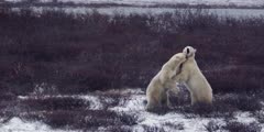 aTwo polar bears wrestle and spar in willows in front of partially frozen pond during snowstorm. Wide.  Slow Motion.