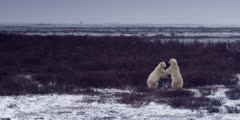 Two polar bears wrestle and spar in willows in front of partially frozen pond during snowstorm. Ext. Wide.  Slow Motion.