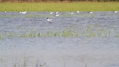 Little gulls feeding on flooded area