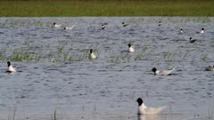 Little gulls feeding on flooded area, single black-headed gull in middle