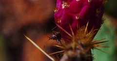 Cactus bug feasting on a flowering prickly pear cactus in Arizona's Sonoran Desert