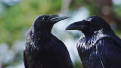 Ravens, Socializing and Grooming