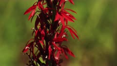 Vivid Red Cardinal Flower in a Prairie of Tall Grass 