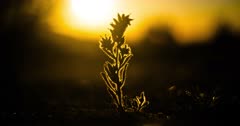Desert macro study of the Bristly Fiddleneck plant, or Devil’s Lettuce.  With dramatic desert setting sun as a perfectly placed backdrop