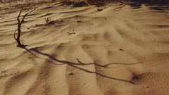 Mesquite Stalk Shadow Crawls across the Desert Sand Dunes of Death Valley National Park.