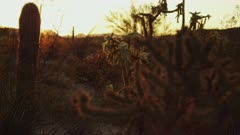 Buckhorn Cholla and Saguaro Cactus are Painted with Vibrant Desert Glow of the Setting Sun. With a Rack Focus from Foreground to Background