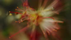 Fairy Duster, also known as the Pink Fairy Duster. A macro study.