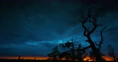 Bristlecone Pine at Twilight #5. Undercranked.