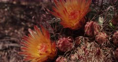 Fishhook Barrel Cactus.  Macro study of the flowering summer buds of the Barrel Cactus in the late-Summer, Saguaro National Park, Arizona.