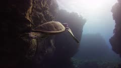 Hawaii Island - Endangered Green Sea Turtle (Chelonia mydas) Emerges from Cave