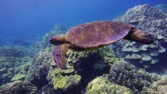 Hawaii Island - Endangered Green Sea Turtle (Chelonia mydas) with Coral Reef