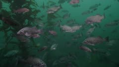 California - Monterey Bay - Rockfish and Giant Kelp