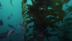 California - Monterey Bay - Rockfish and Giant Kelp