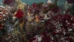 California - Monterey Bay - Lingcod (Ophiodon elongatus) in Giant Kelp Forest