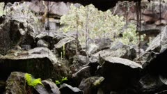 Hawaii Island - Native Rain Forest - Lava Tube Cave