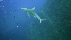Sandbar Shark Swimming 