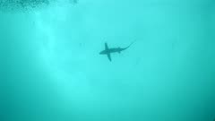Thresher Shark Swimming At Surface