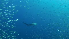 Thresher Shark Circling Through Sardines