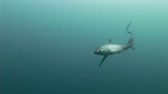 Thresher Shark Hunting Sardines With Overhead Tail Slap