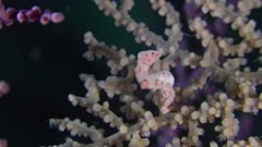 Pygmy seahorse denise close up