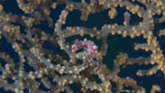 pygmy seahorse denise