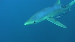 Blue shark swimming in front of camera