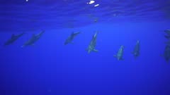 Group of Rough Tooth Dolphins in French Polynesia