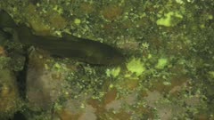 Codfish (Gadus morhua L.) swims