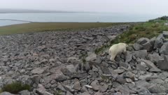 Polar bear on the ocean shore in summer