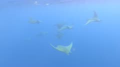 A group of mobula rays swim in open ocean, Princess Alice Bank, Azores