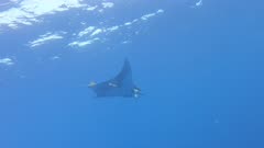 A mobula ray swims overhead in open ocean, Princess Alice Bank, Azores